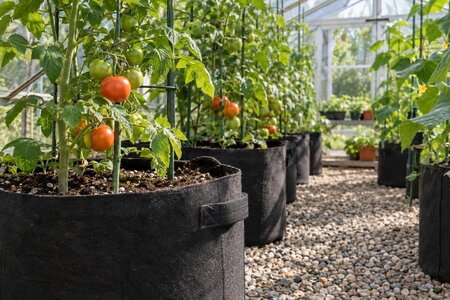 Odla i säck i växthus: rotutrymme, dränering och stöd
