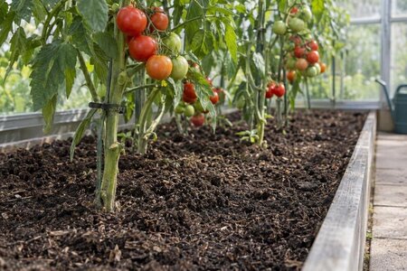 Så hanterar du jordtrötthet i växthusets tomatbädd