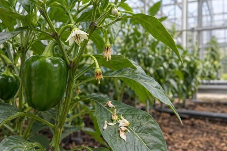 Paprika som fäller blommor i växthuset