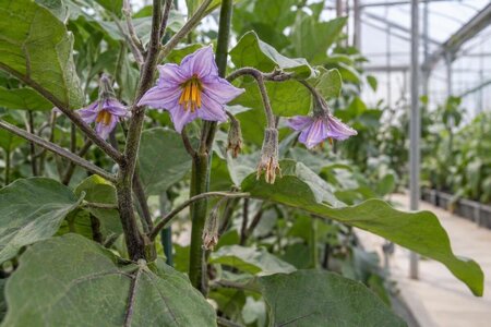 Aubergine blommar i växthuset men ger ingen frukt