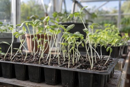 Varför blir småplantor långa i växthuset?