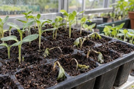 När plantor faller ihop: tecken på groddbränna