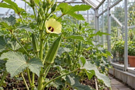 Odla okra i växthus – värme, utrymme och lång säsong