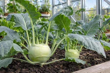 Kålrabbi i växthus – planera sådd och skörd