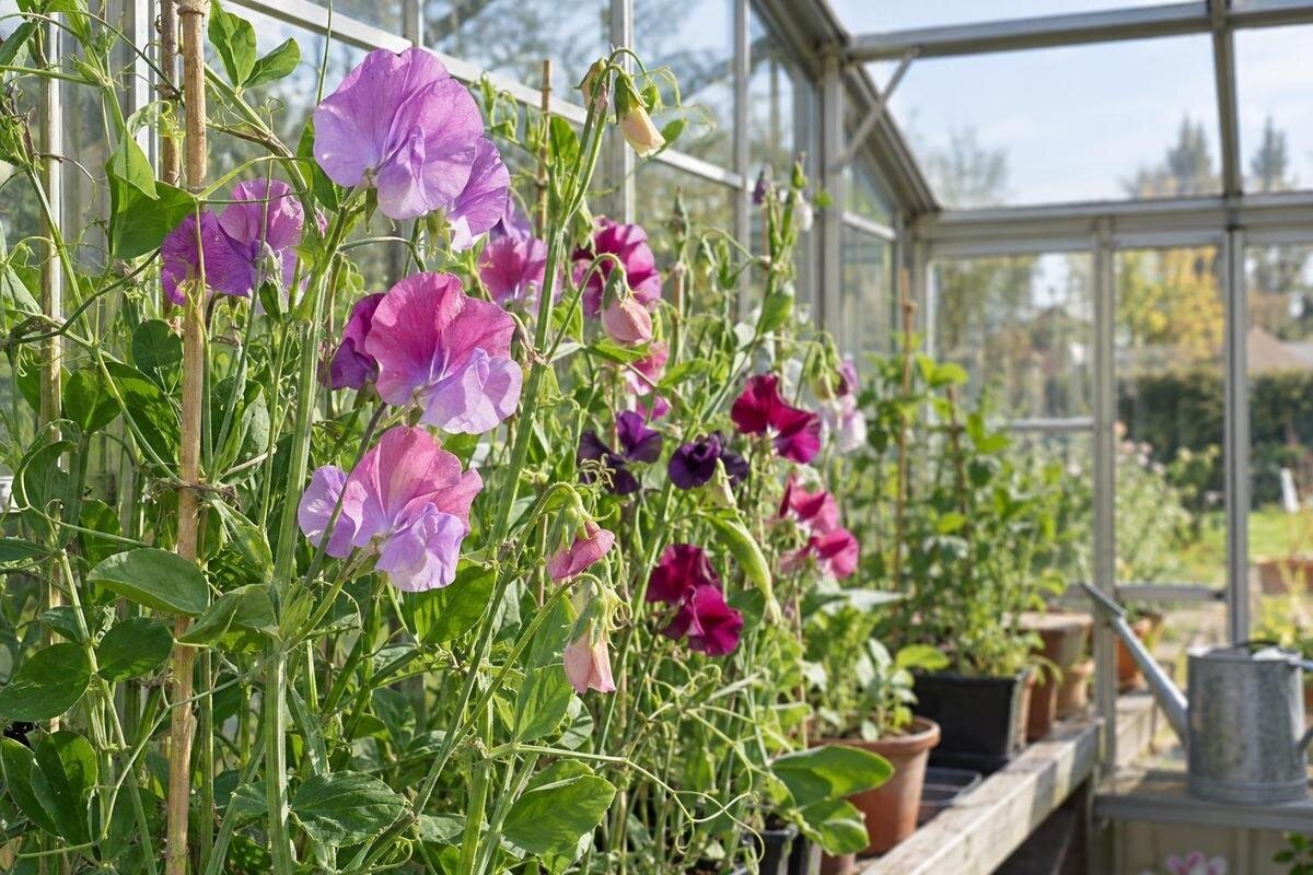 Så luktärter i växthus för tidigare blomning