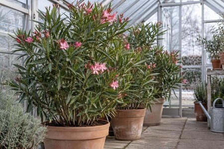 Oleander i växthus på vintern – skadedjur och hantering