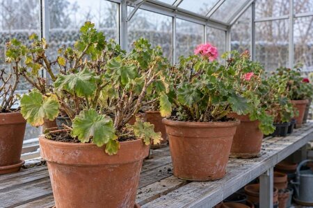 Övervintra pelargoner i växthus – välj rätt metod